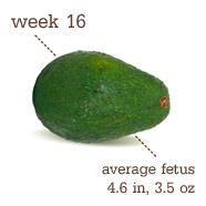 avocado